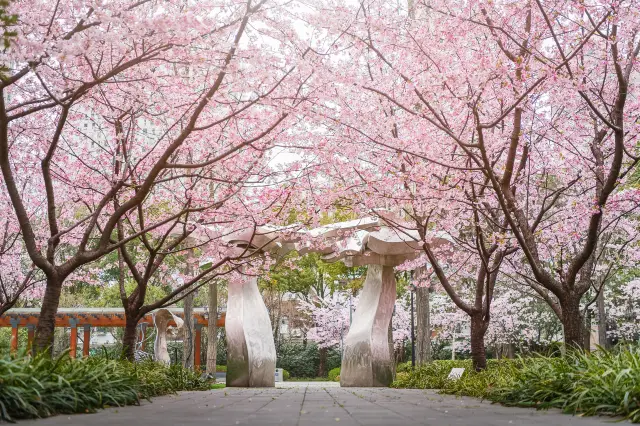 Shanghai Cherry Blossom Appreciation