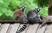 Safari Park Shenzhen