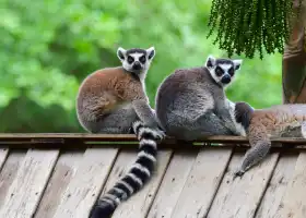 Safari Park Shenzhen