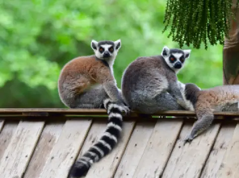 Safari Park Shenzhen