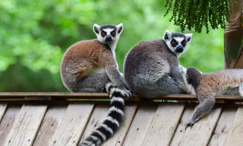 เซินเจิ้นซาว