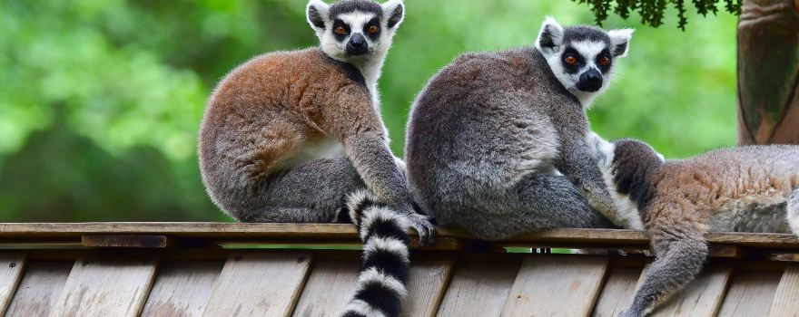 Safari Park Shenzhen