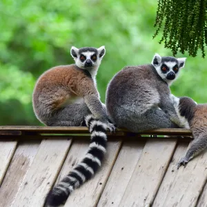 深セン野生動物園
