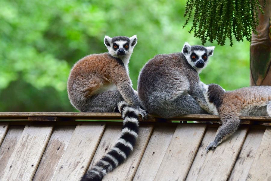 深圳野生動物園