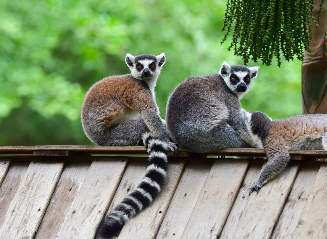 3_深圳野生動物園