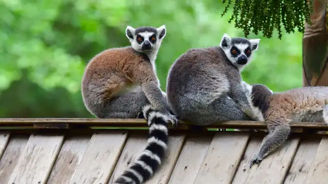 Shenzhen Safari Park