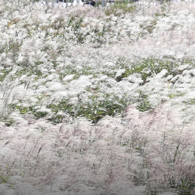 首爾紫芒節 | 首爾