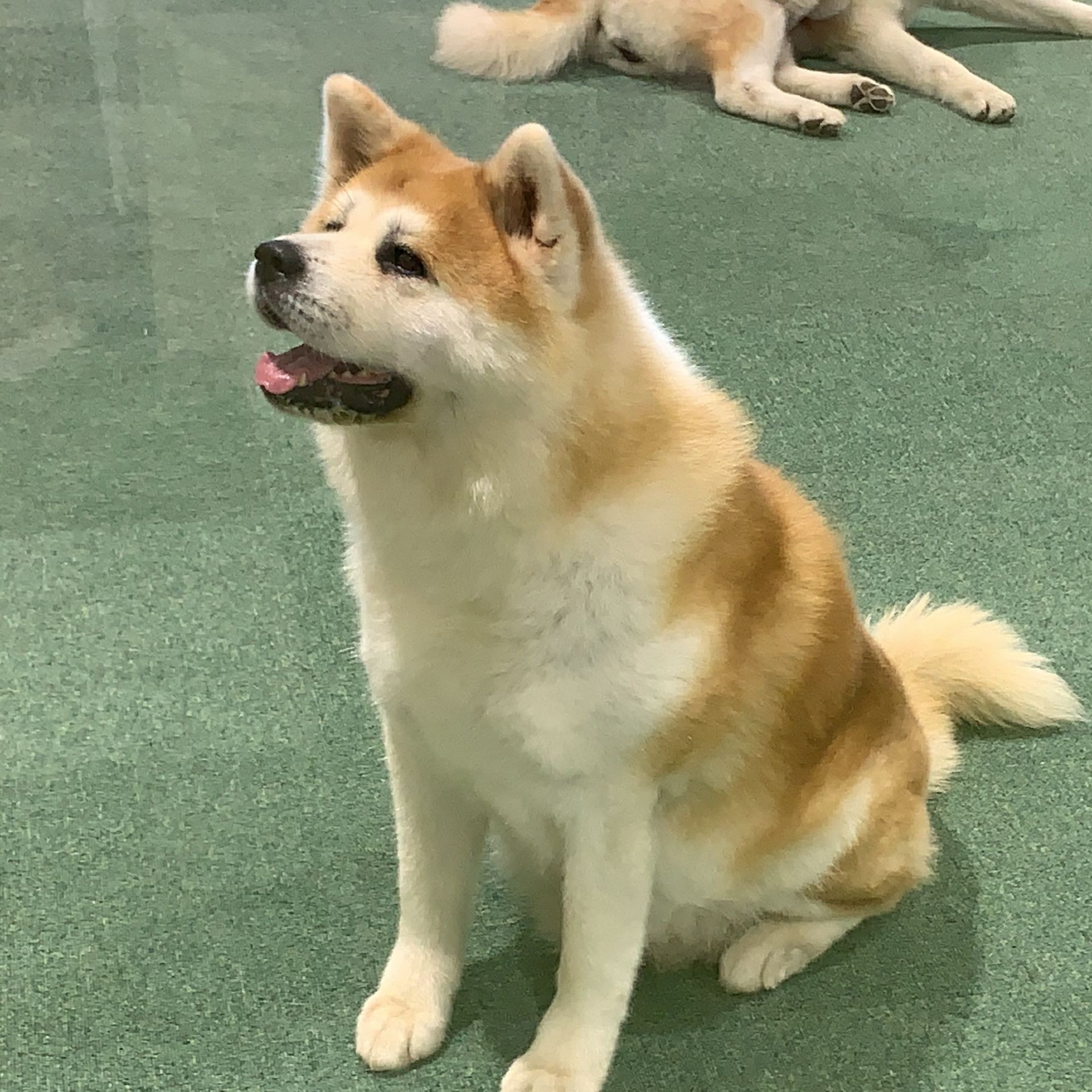 #日本東部 #秋田犬最棒❗️狗狗最棒❗️

#日本東部