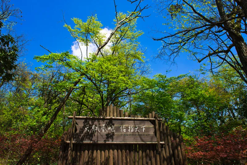 3_恩施坪壩營國家森林公園景區
