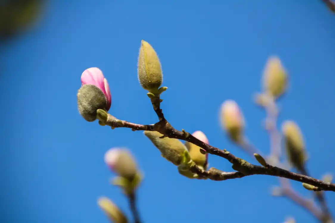 Hotels near Yamazaki Banshu Iris Gardens