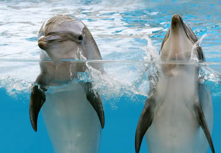 【兒童節出遊去】0元玩到爽！全台北到南遊樂園優惠懶人包