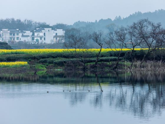 李坑賞油菜花海