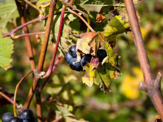 Monsoon Valley Vineyard