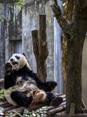 大熊猫一号別荘