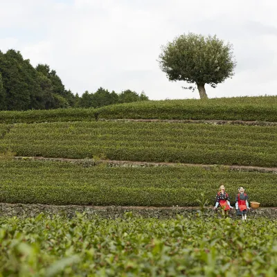 Hotels near Mariko Tea