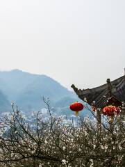 Lilac Field, Dongcun Village, Wangtan Town