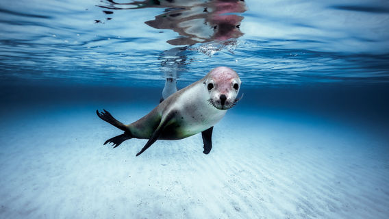 Shark Cage Diving with Calypso Star Charters