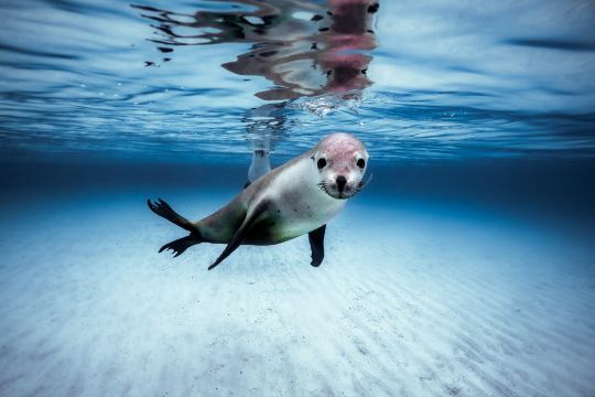 Shark Cage Diving with Calypso Star Charters