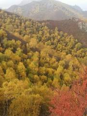 Jiufengshan Tree Farm