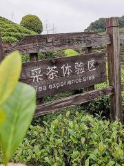 Qixian Peak Tea Plantation