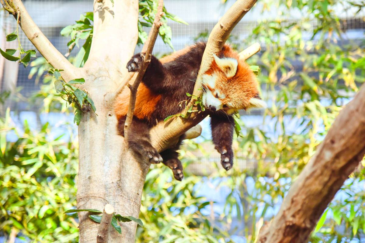 神戶動物王國門票3