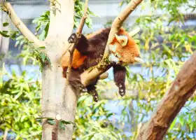 神戶動物王國