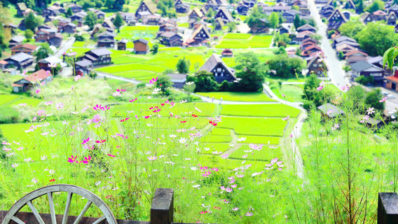 Ogimachi Castle Observation Deck