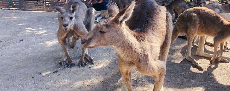 Gan Garoo Zoo