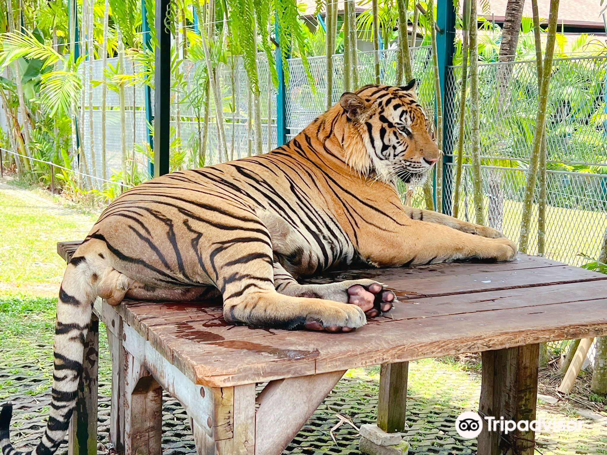 푸켓 타이거 파크