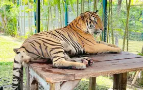 Парк Тигров Пукет