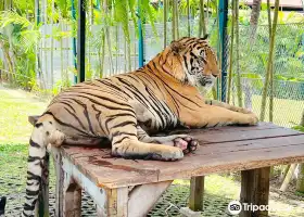 Tiger PARK Phuket