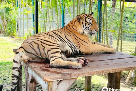 Tiger PARK Phuket