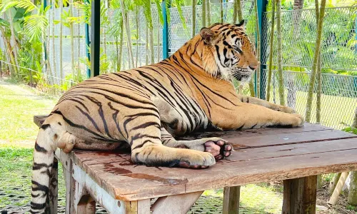 Tiger Park Phuket
