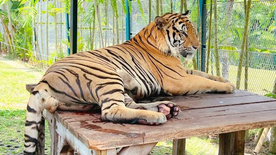 Tiger PARK Phuket
