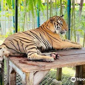 普吉老虎公園