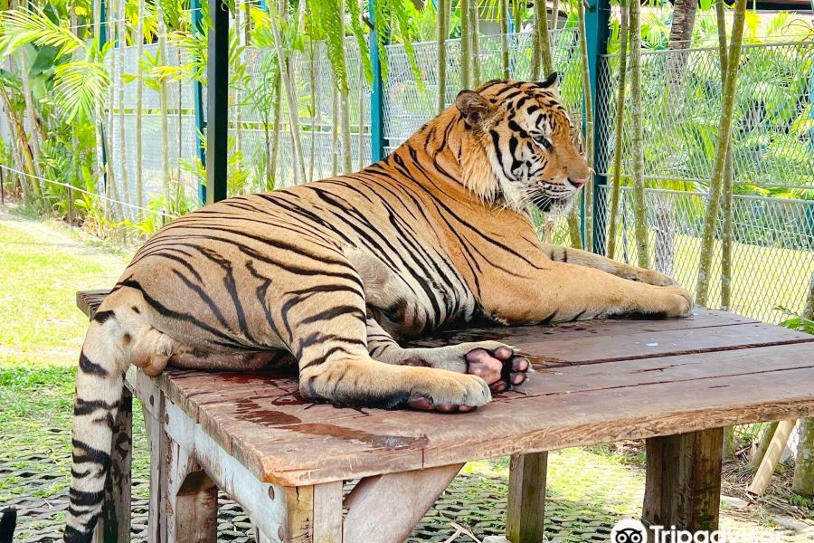 普吉老虎公園