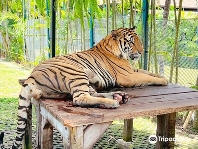 Tiger PARK Phuket