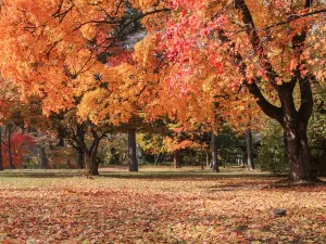 Hokkaido University