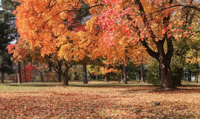 Maple Leaf Viewing in Sapporo