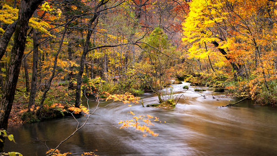 Maple Leaf Viewing in Aomori