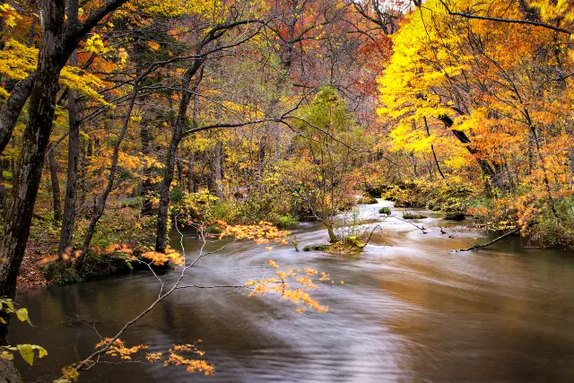 Maple Leaf Viewing in Aomori