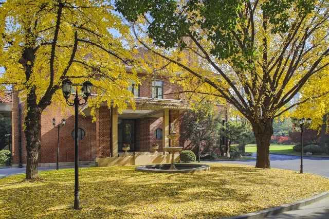 Ginkgo Viewing in Shanghai