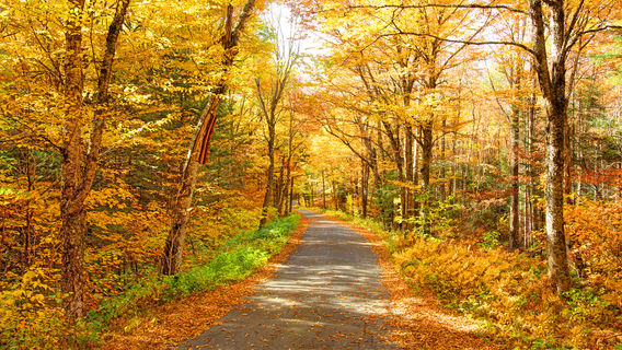 White Mountain National Forest