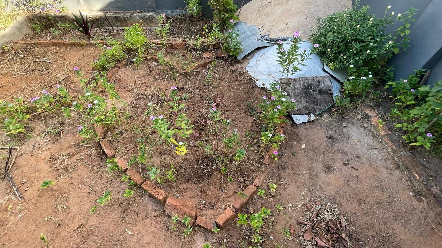 Wisrah C. V. da R. Celestino: Solo | Between Bridges