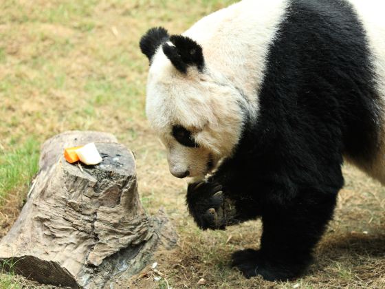 閬中貓熊樂園