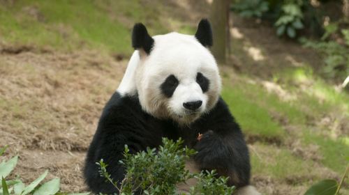 核桃坪保護大熊貓研究中心