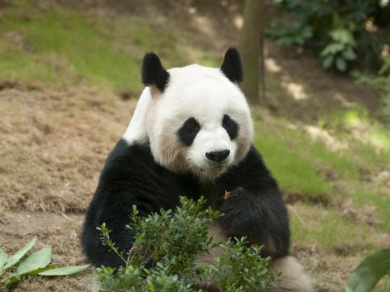 核桃坪保護大熊貓研究中心