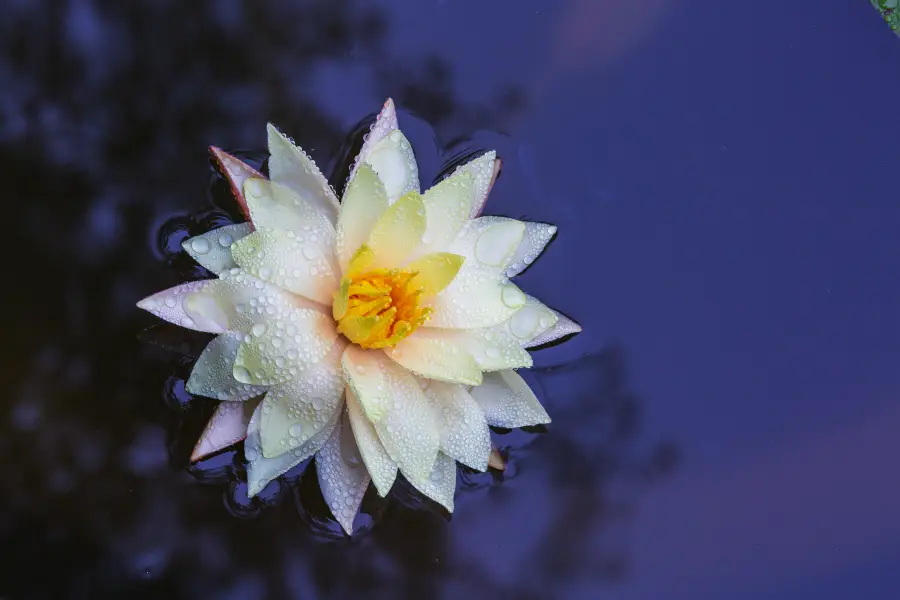 Chinese Lotus Garden