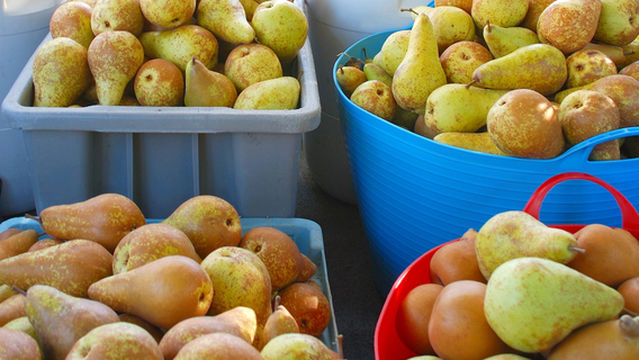 Ancient Sophora in Pear Orchard