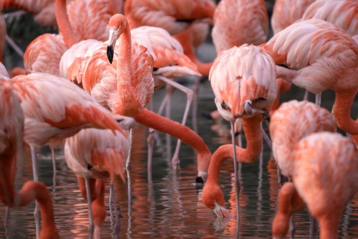 深圳野生動物園